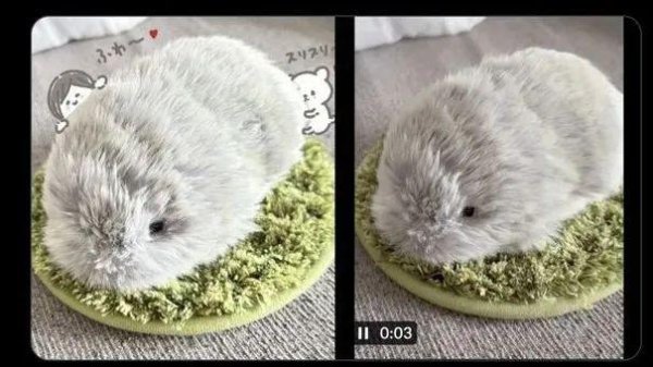 传金所 AI宠物热潮快要来了